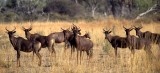 BOVID - TSETSEBE - CHOBE MOREMI.jpg