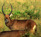 BOVID - WATERBUCK - DEFASSA - UGANDA (18).jpg