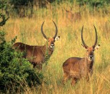 BOVID - WATERBUCK - DEFASSA - UGANDA (5).jpg