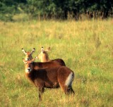 BOVID - WATERBUCK - DEFASSA - UGANDA.jpg