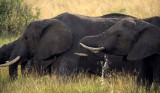 ELEPHANT - SERENGETI 5.jpg