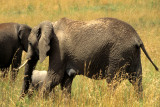 ELEPHANT - SERENGETI 50.jpg