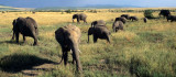 ELEPHANT - SERENGETI 8A.jpg