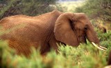 ELEPHANT - SHABA.jpg