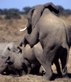 ELEPHANT - ZIMBABWE E.jpg