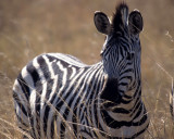 EQUIN - ZEBRA - BURCHELLS - KRUGER (13).jpg