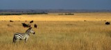 EQUIN - ZEBRA - COMMON - SERENGETI (5).jpg