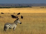 EQUIN - ZEBRA - COMMON - SERENGETI (6).jpg