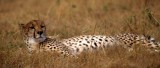 FELID - CHEETAH - KRUGER (2).jpg