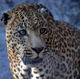 FELID - LEOPARD - ZIMBABWE (12).jpg