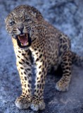 FELID - LEOPARD - ZIMBABWE (7).jpg