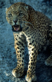 FELID - LEOPARD - ZIMBABWE (9).jpg