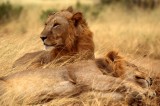 FELID - LION - SHABA (2).jpg
