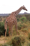 GIRAFFE-RETICULATED - SHABA 2.jpg