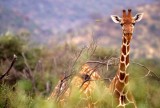 GIRAFFE-RETICULATED - SHABA.jpg