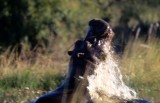 HIPPO- OKAVANGO 4.jpg
