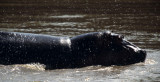 HIPPO- OKAVANGO 8.jpg