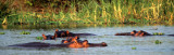 HIPPO- OKAVANGO.jpg