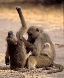 PRIMATE - BABOON-CHACMA - CHOBE 3.jpg