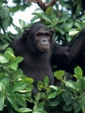 PRIMATE - CHIMP - UGANDA 13.jpg