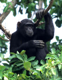 PRIMATE - CHIMP - UGANDA 4.jpg