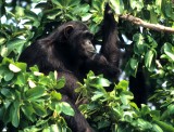 PRIMATE - CHIMP - UGANDA.jpg