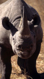RHINO- BLACK - ZIMBABWE 1.jpg