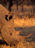 RHINO- WHITE 3.jpg
