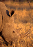 RHINO- WHITE.jpg