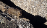 ROCK HYRAX - ZIMBABWE A.jpg