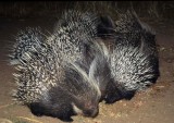 RODENTIA - SOUTHERN AFRICAN CRESTED PORCUPINE.jpg