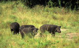 SUIDAE - FOREST HOG - QE PARK UGANDA (2).jpg