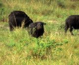 SUIDAE - FOREST HOG - QE PARK UGANDA (3).jpg