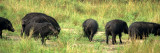 SUIDAE - FOREST HOG - QE PARK UGANDA (5).jpg