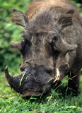 SUIDAE - WARTHOG-UGANDA.jpg