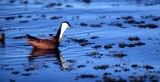 BIRDS - AFRICAN JACANA.jpg