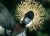 BIRDS - CRANE - CROWNED -SOUTHERN-KRUGER.jpg