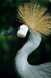 BIRDS - CRANE - CROWNED CRANE - SOUTHERN - KRUGER.jpg