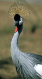 BIRDS - CRANE - CROWNED CRANE - SOUTHERN B.jpg