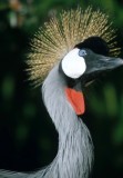 BIRDS - CRANE - CROWNED CRANE - SOUTHERN E.jpg