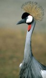 BIRDS - CRANE - CROWNED CRANE - SOUTHERN.jpg