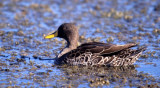 BIRDS - DUCK - YELLOWBILLED- KRUGER.jpg