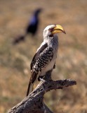 BIRDS - HORNBILL - YELLOWBILLED - OKAVANGO C.jpg