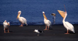 BIRDS - PELICAN - WHITE - NAMIBIA 6.jpg