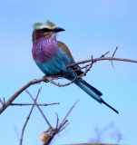 BIRDS - ROLLER - LILAC BREASTED - OKAVANGO A.jpg