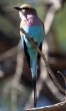 BIRDS - ROLLER - LILAC BREASTED - OKAVANGO G.jpg