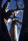 KALAHARI - BAOBAB C.jpg