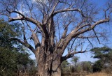 KALAHARI - BOABAB.jpg