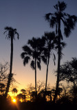 KALAHARI - SUNSET.jpg