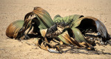 NAMIB DESERT WELWICHIA PLANTA A.jpg